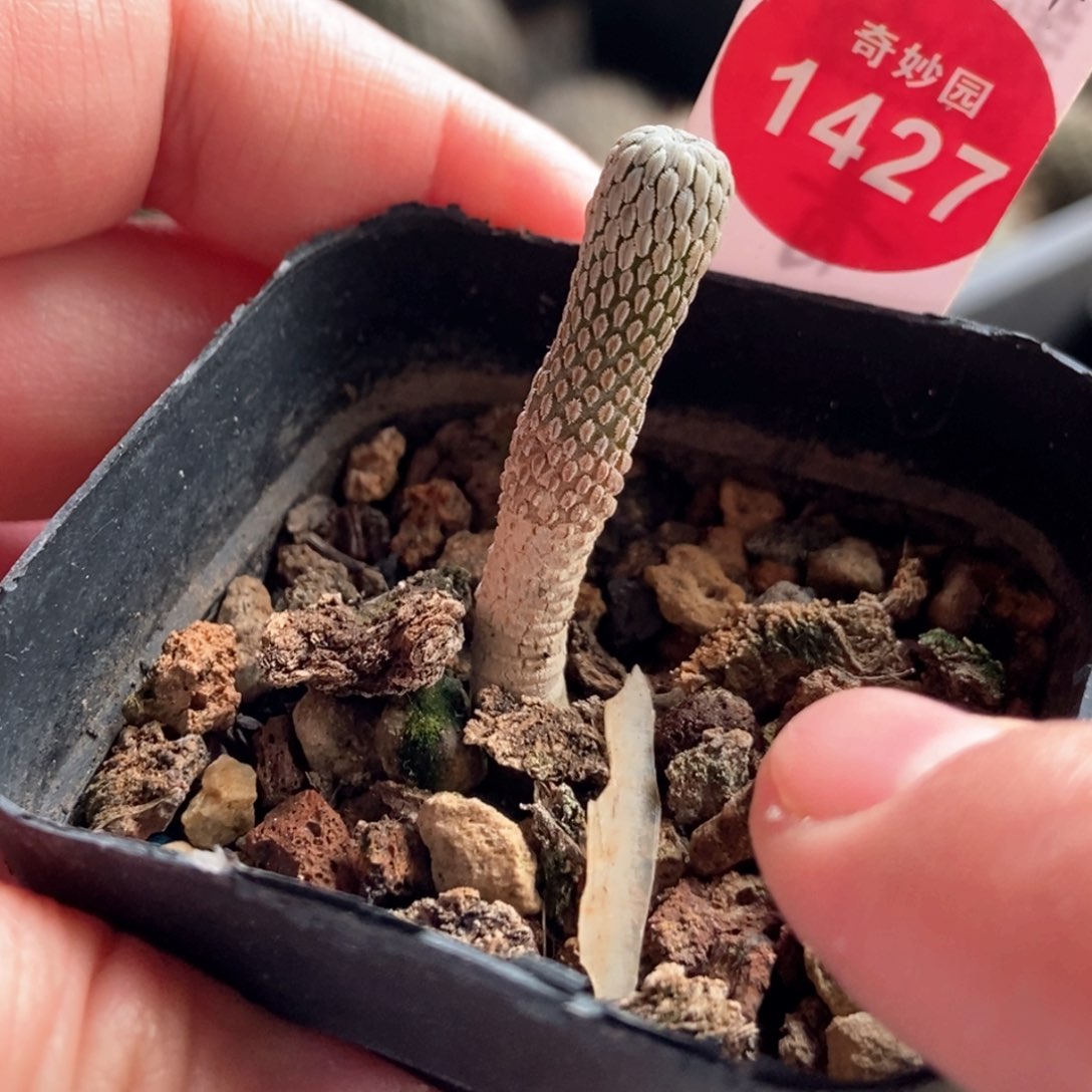 实生五年精巧丸0.7cm
