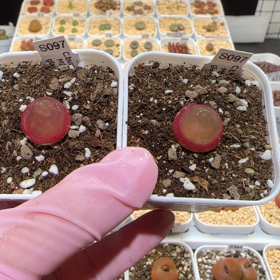 肉锥多肉植物百科6-灯泡729