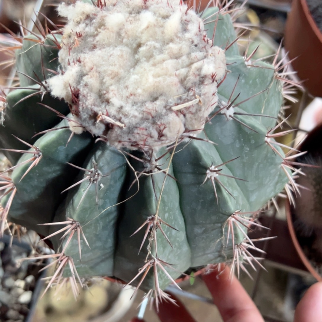 冬***阳哈哈哈哈哈哈哈哈哈哈哈