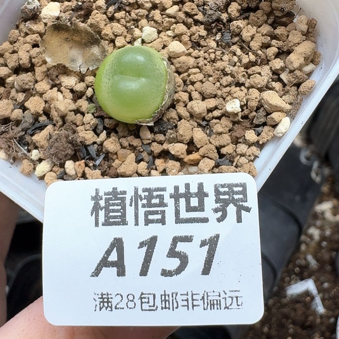 多肉植物的润泽和xf