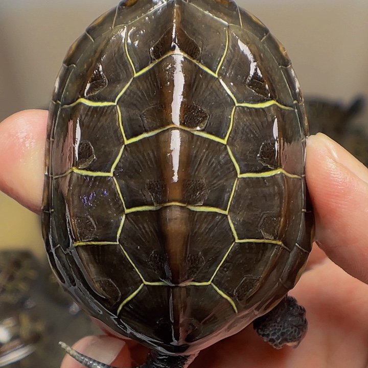 中华草龟不分公母