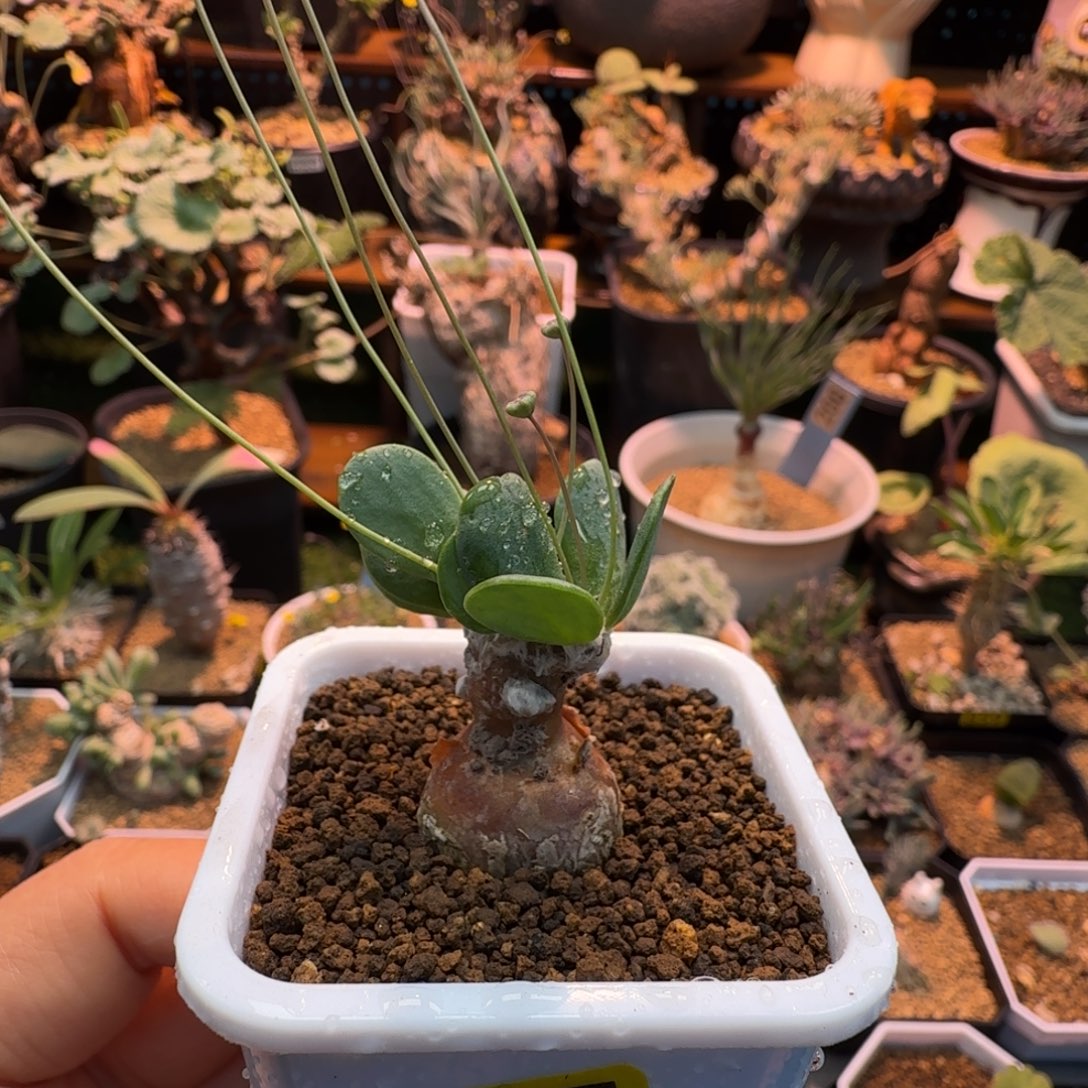 恩特美777 仙人掌