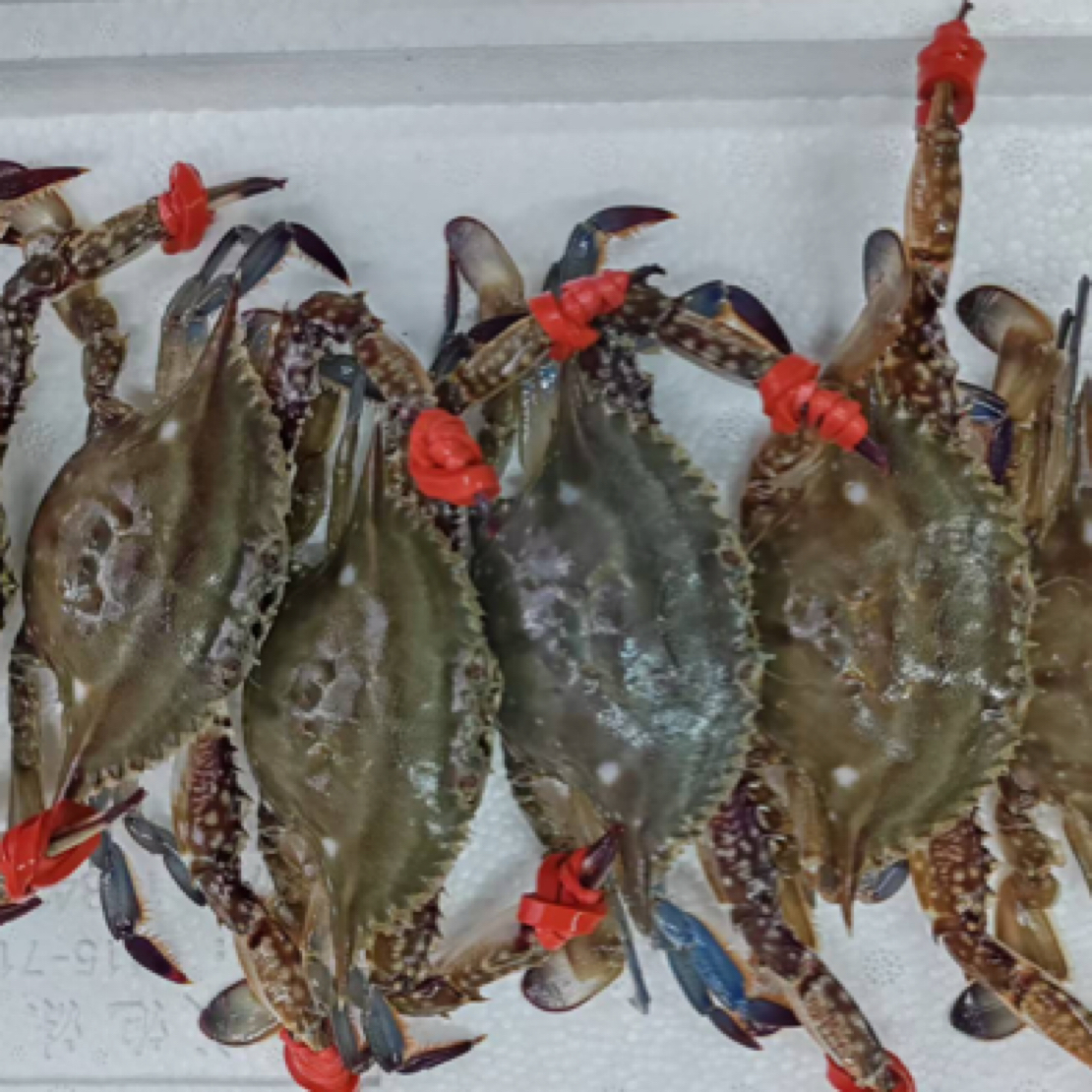 【保鲜不保活】尖蟹3斤  （单只1两左右一斤12只左右）挂网有掉腿