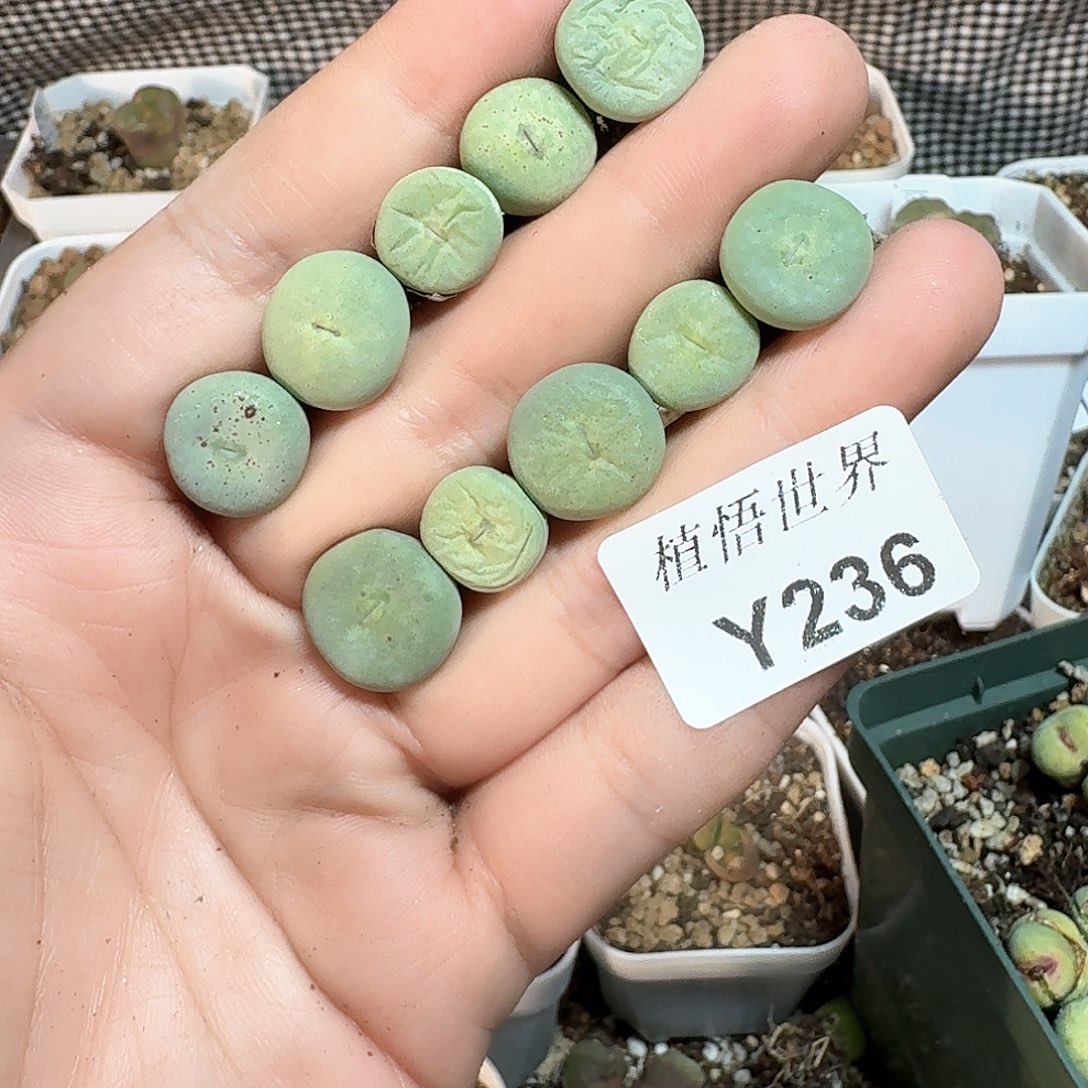 1颗一组量拍多肉植物哇c