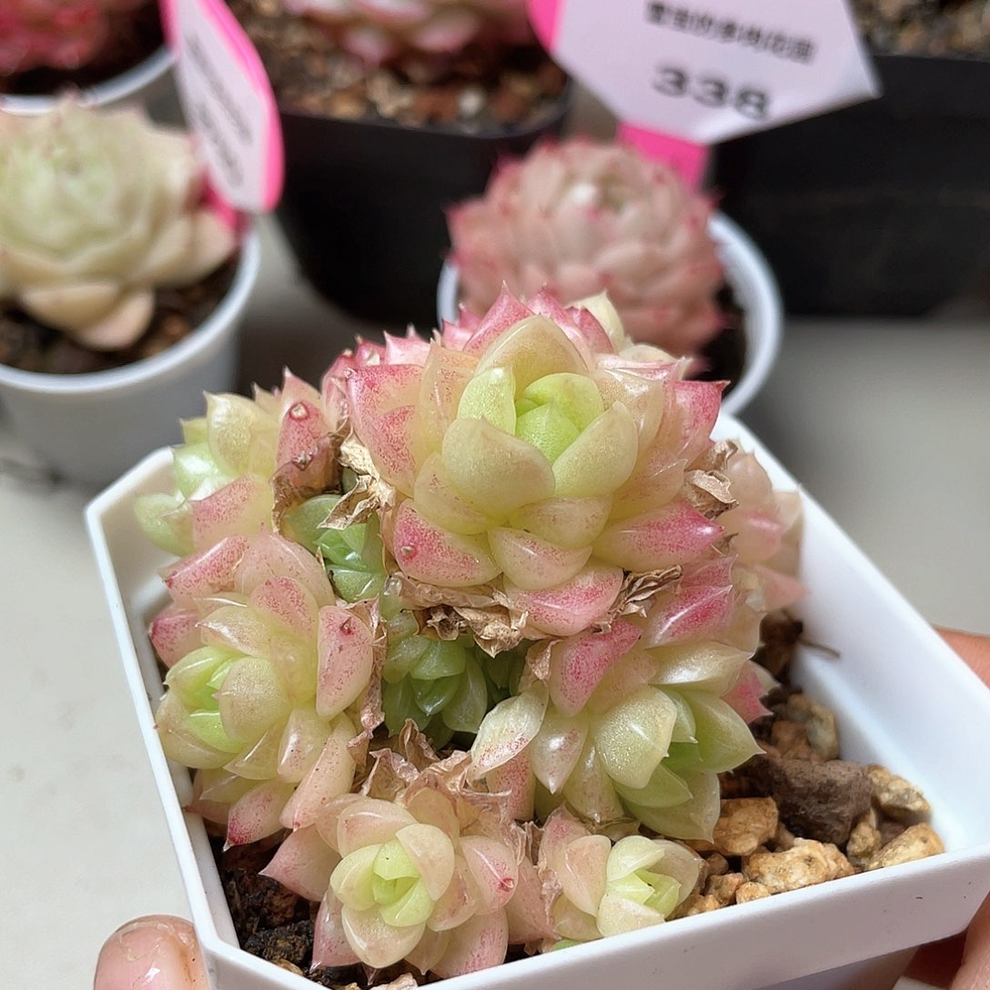 优选麦秆福利8673