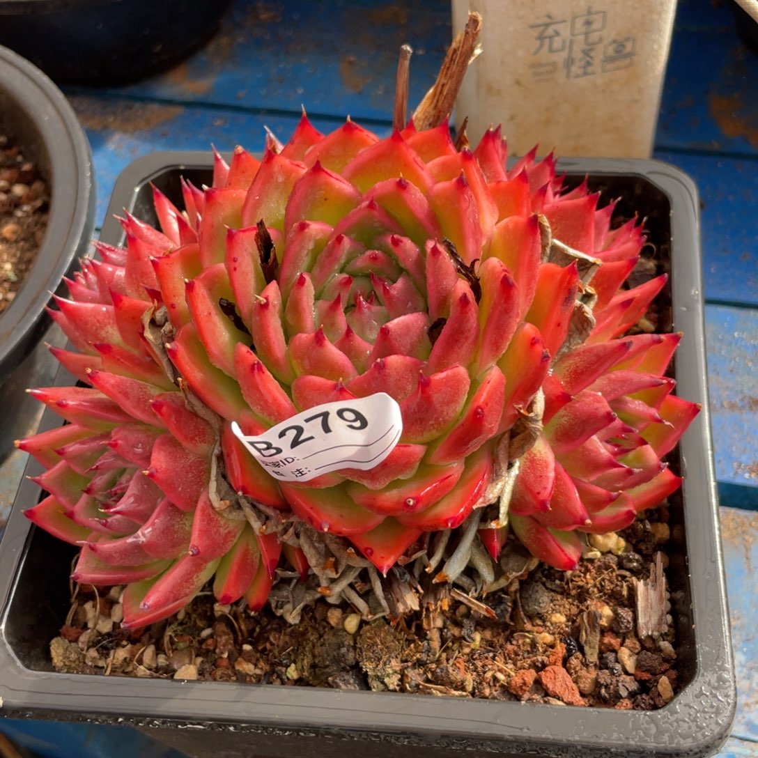 无花朵若茹东云单拍B279