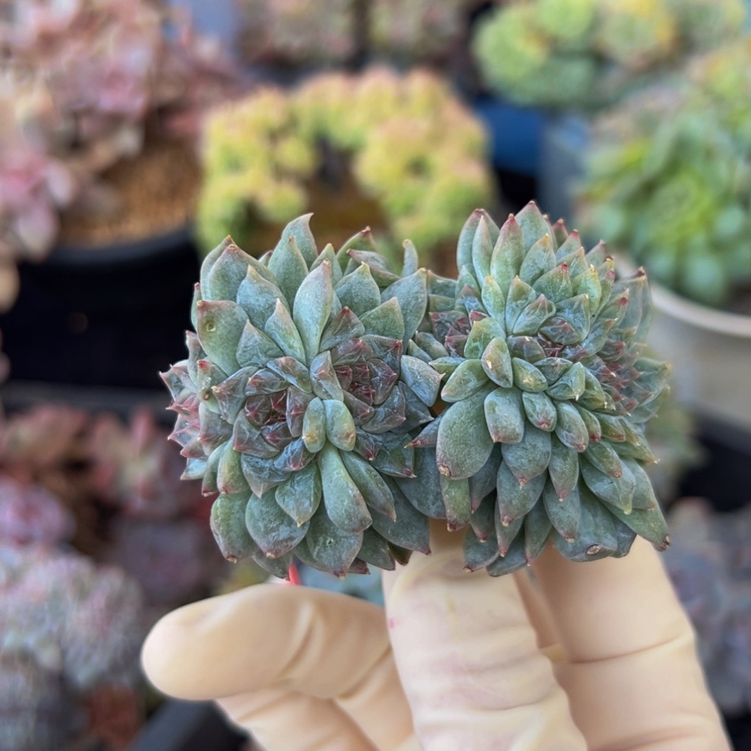 新年快乐 新年快乐