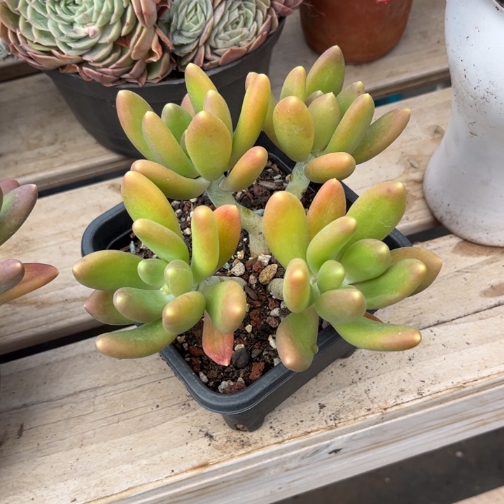 金蝉多肉植物8117