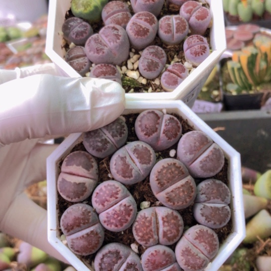 0364两盆如图一物一拍