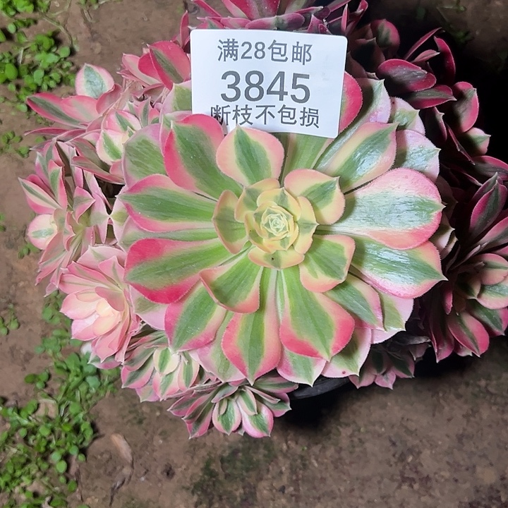 3845粉女巫多肉植物