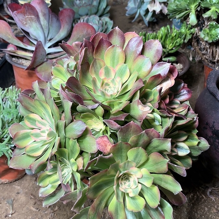 多肉植物法师洛神50