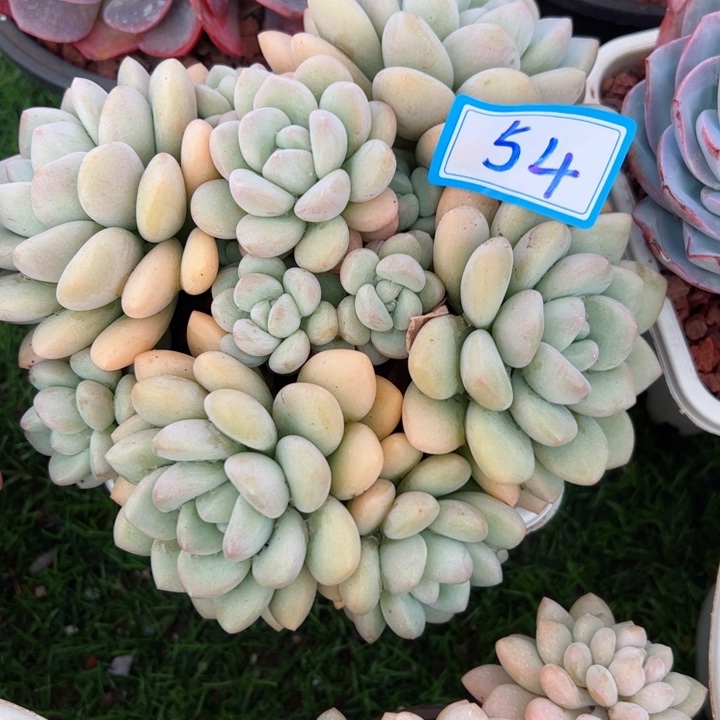 54泡泡平平安安的