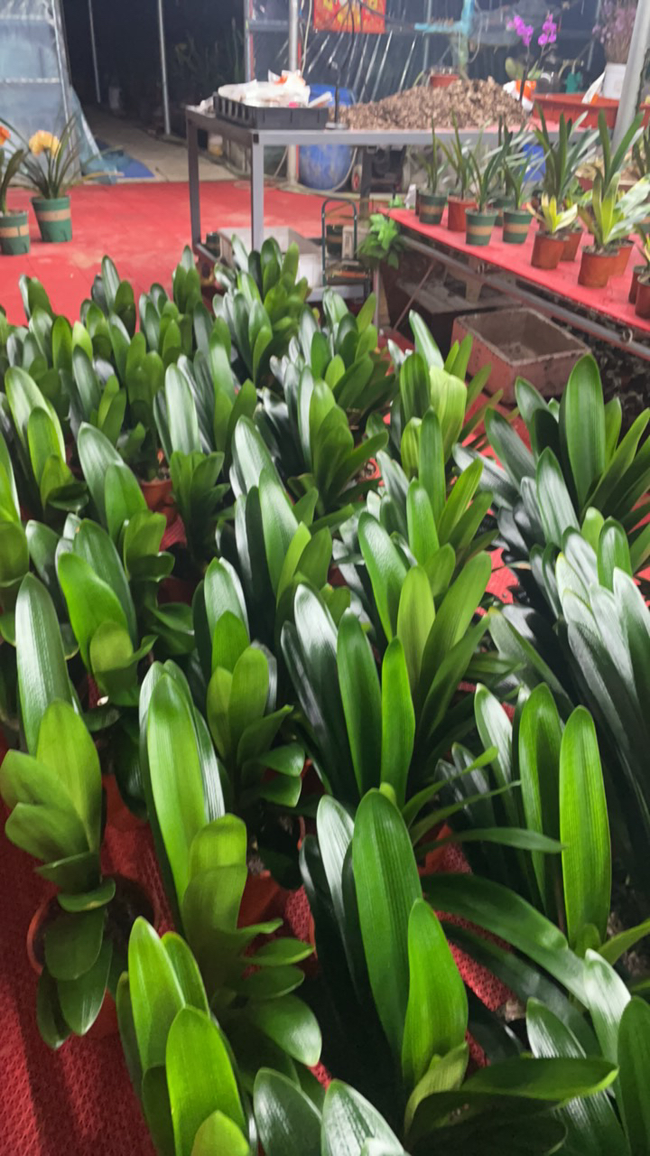 君子兰  百合二代AAA 一颗3-5片叶