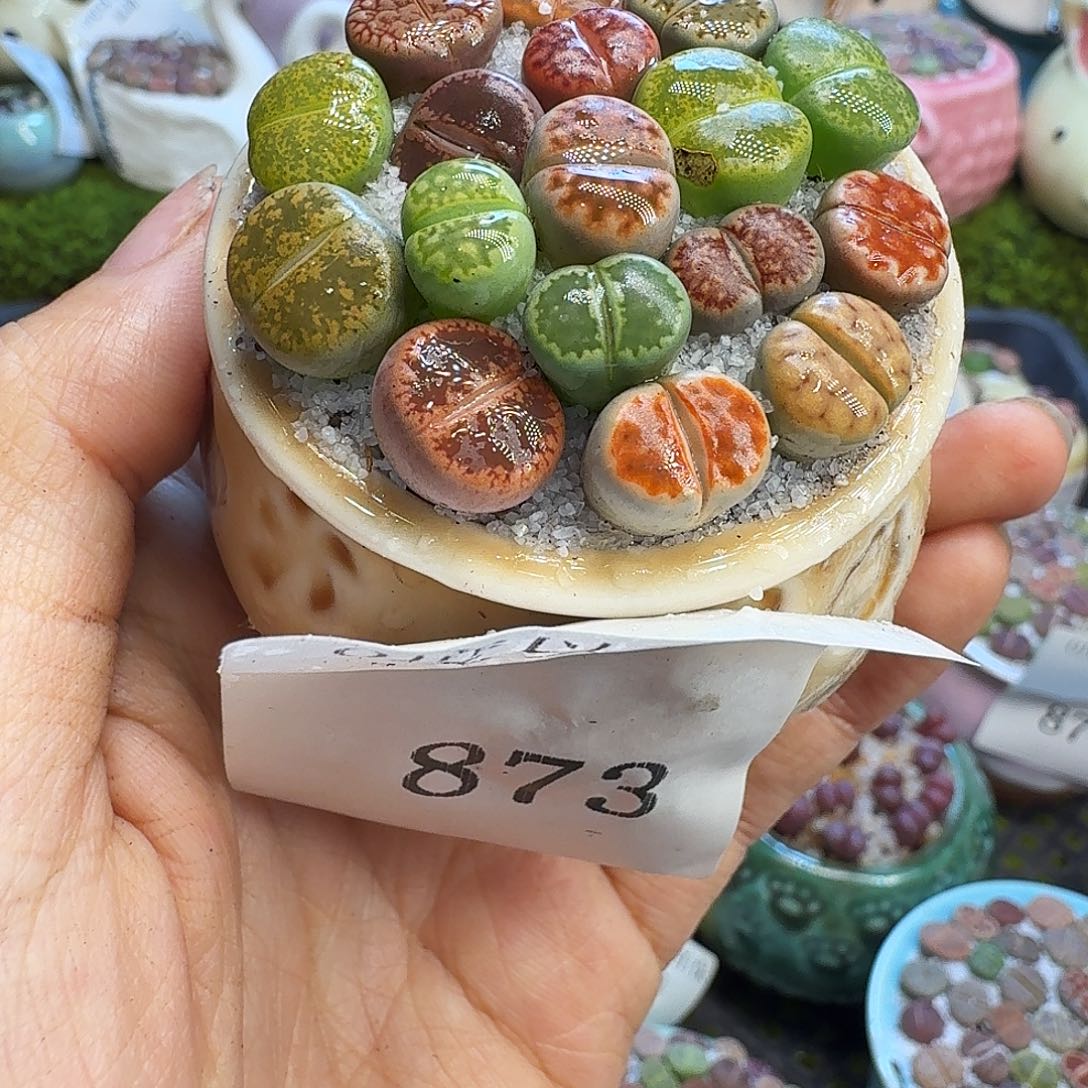p***y多肉植物福利冲873