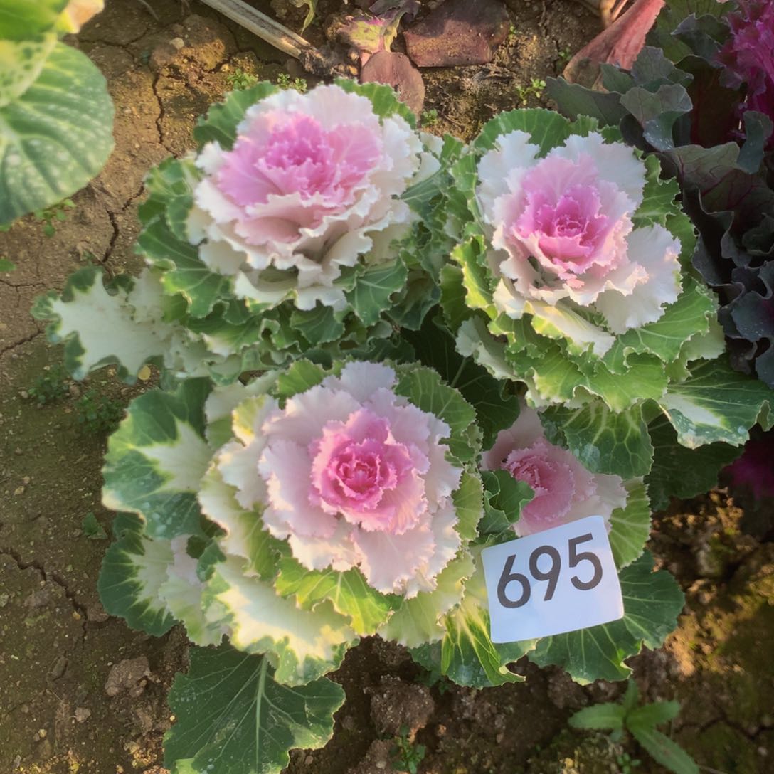 695甘监多肉植物