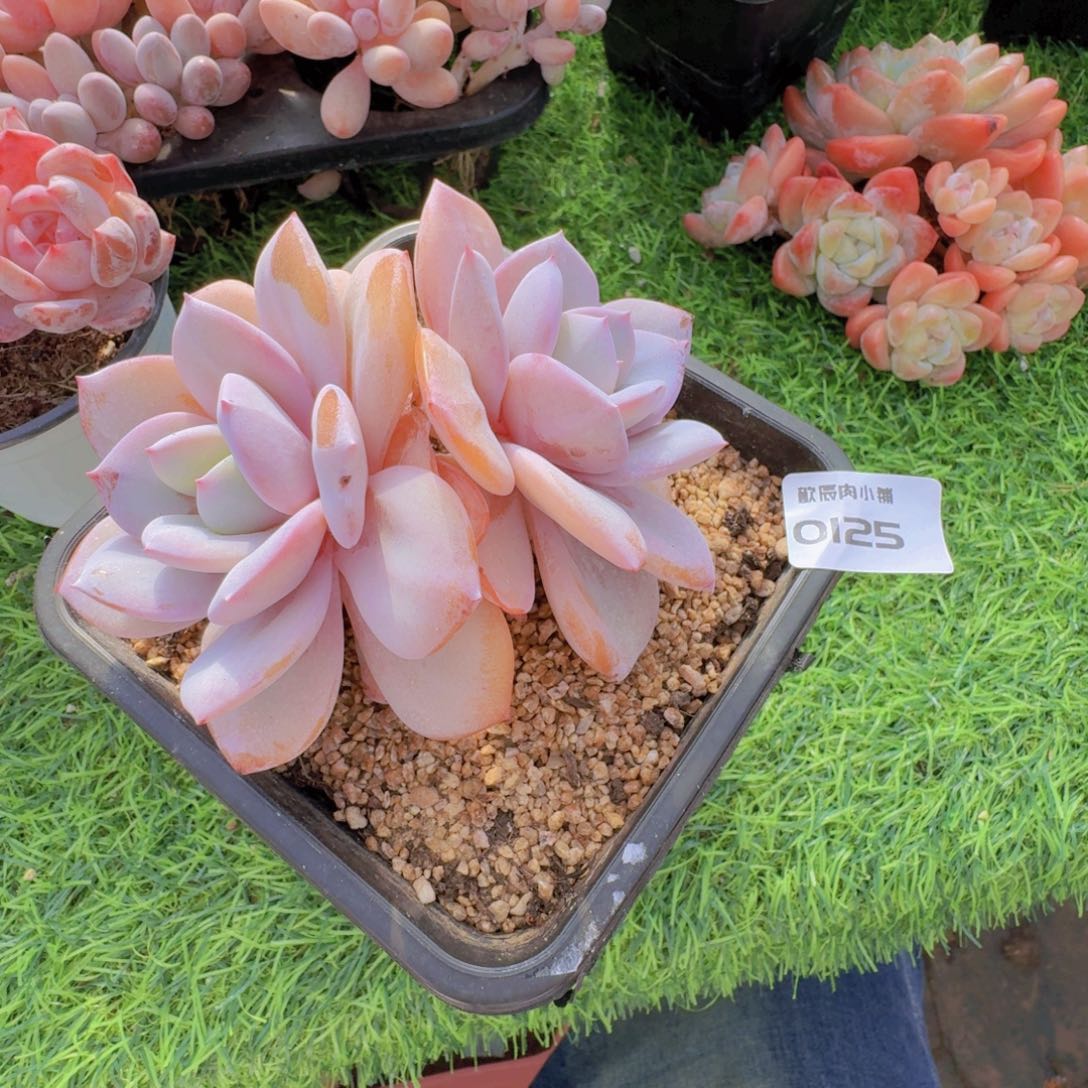 独***想多肉植物奶茶双头老桩0125