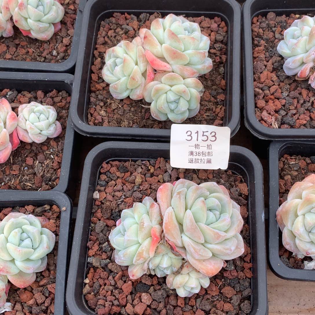 8厘米冰玉两颗3153