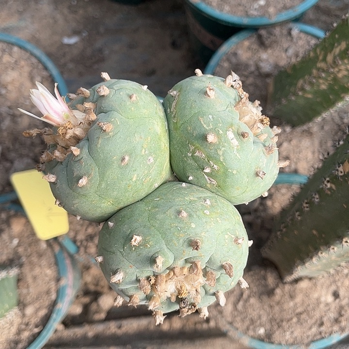 仙人球苗接3头开花