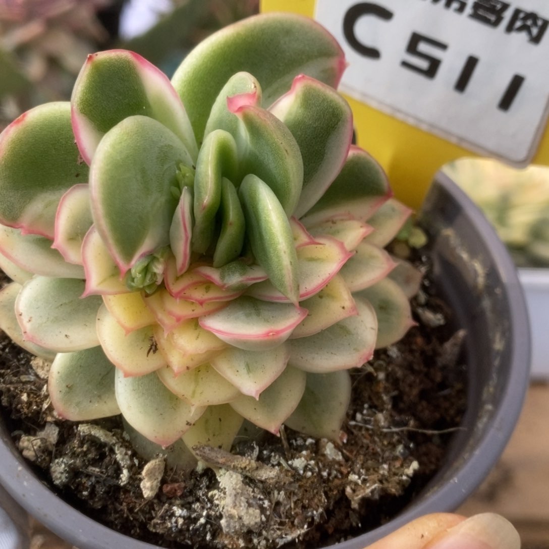 511东云杂锦锦锦锦锦锦