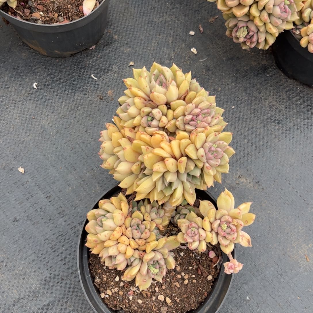 小雨多肉初见璀璨