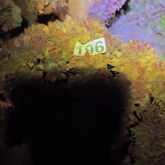 用***2多肉植物一个玫瑰