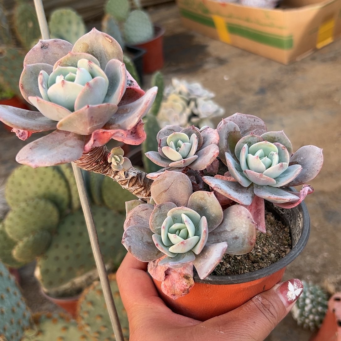 多肉植物多肉植物