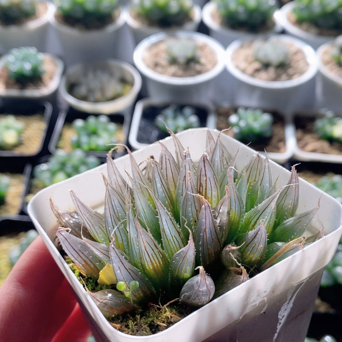 大卫针管玉露多肉植物