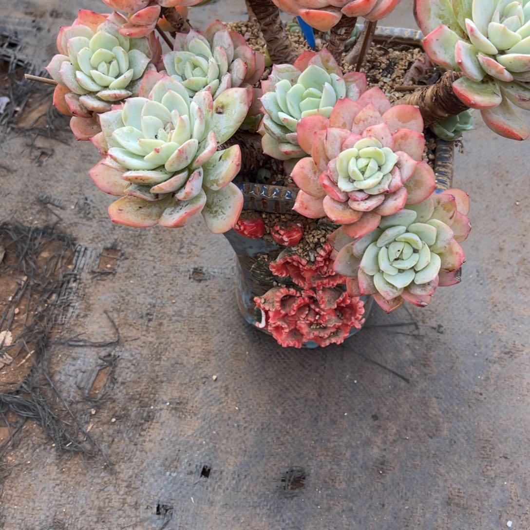 男****）0016恋曲多肉