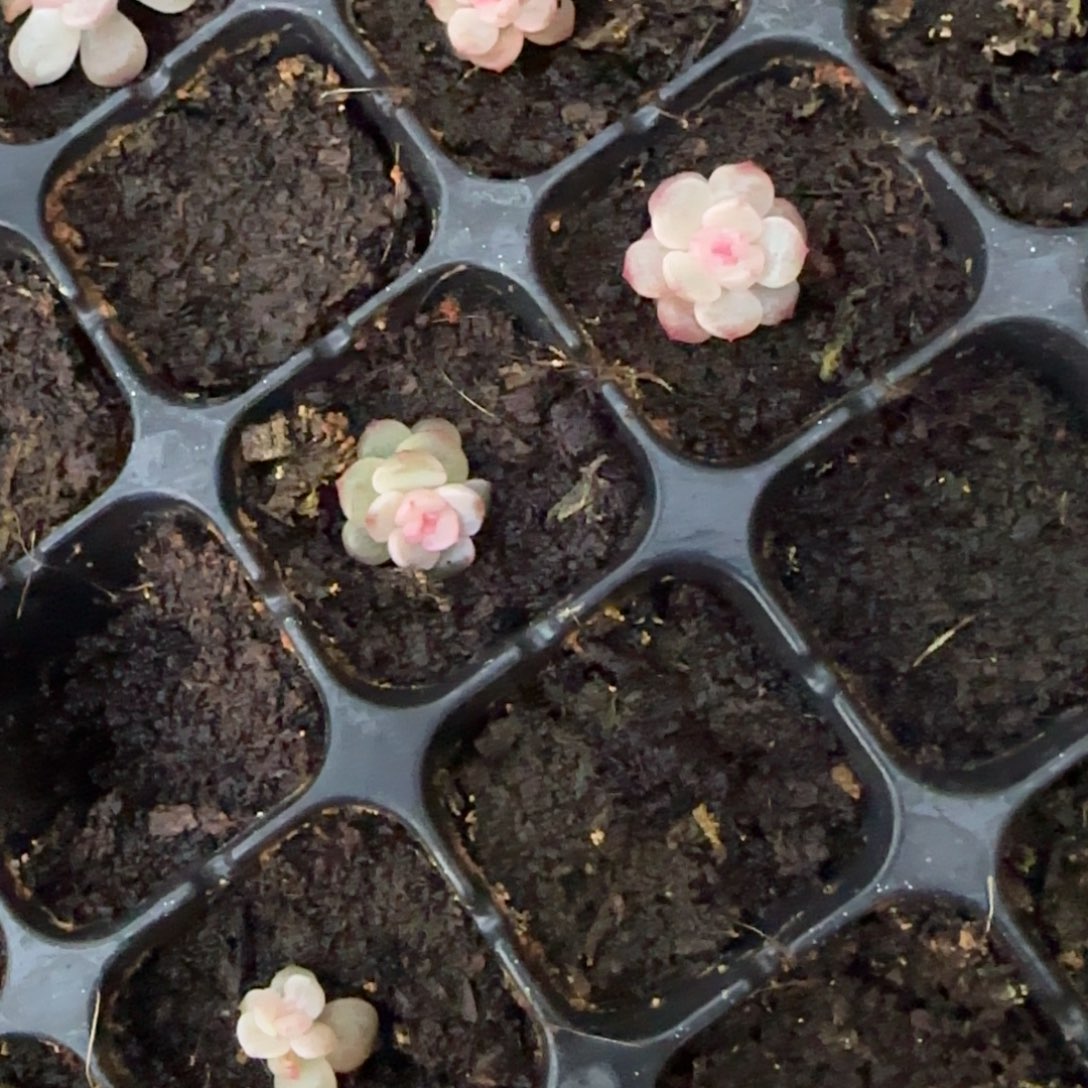 小醉月1个穴满25包邮