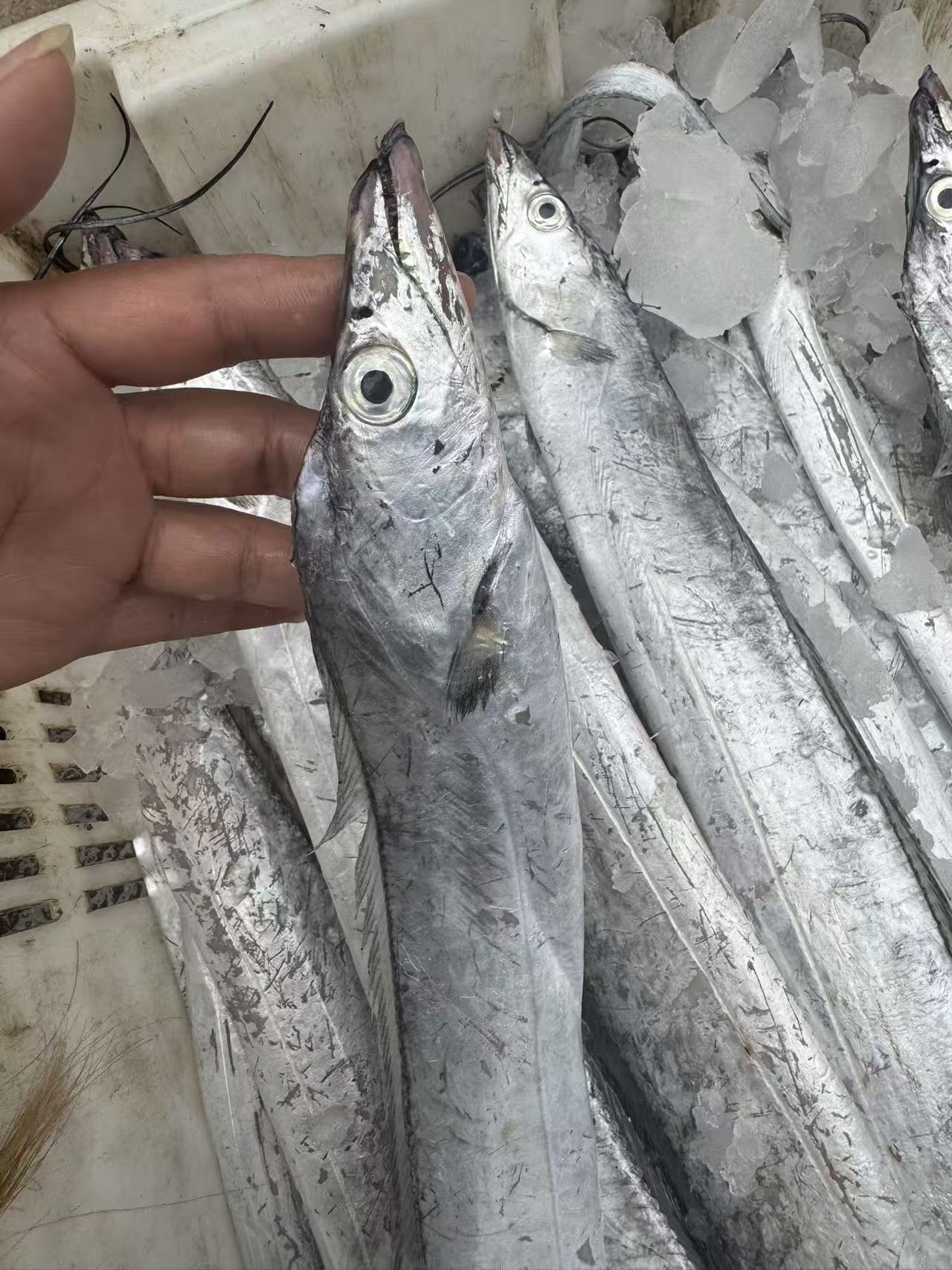 青岛本港油带半斤左右一条（5斤顺丰包邮）