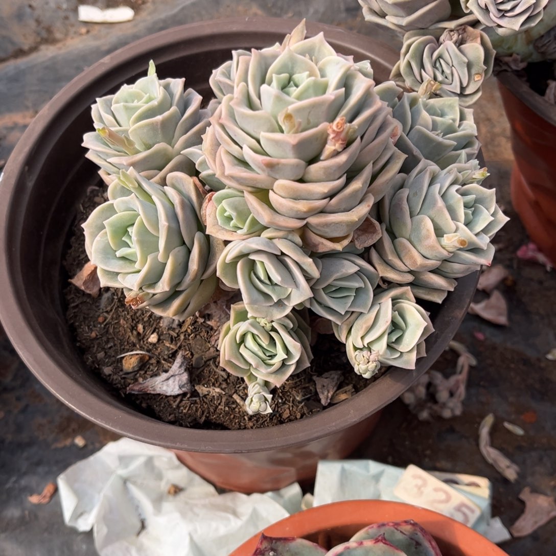 落**金可爱玫瑰多肉手捧