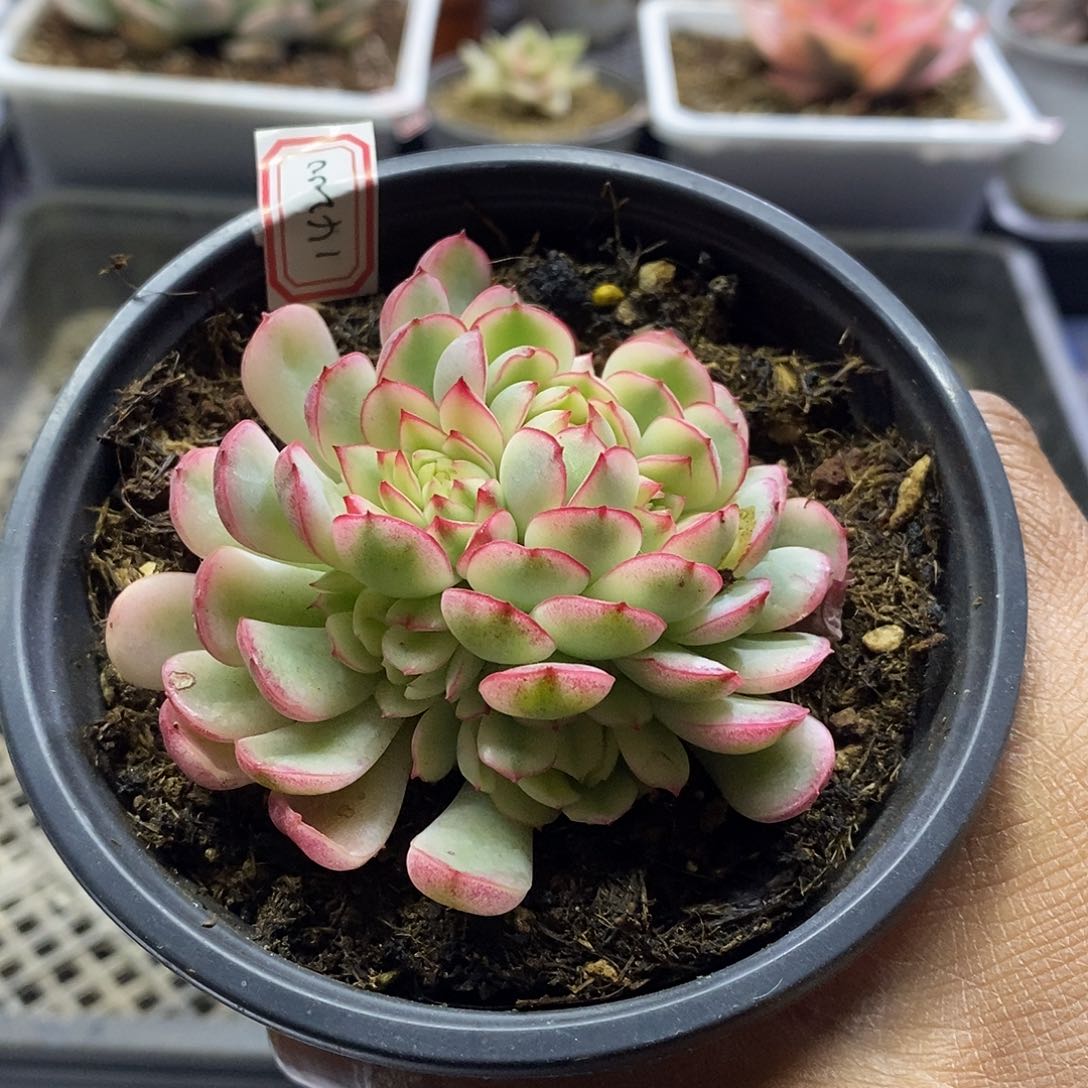 14200 梦幻玫瑰白覆轮锦