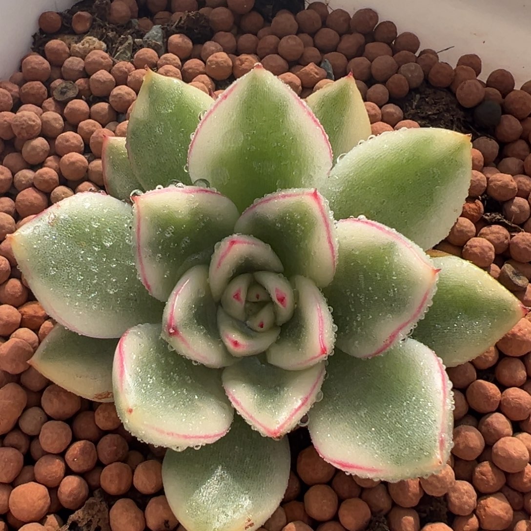 阿斯娜锦，多肉植物
