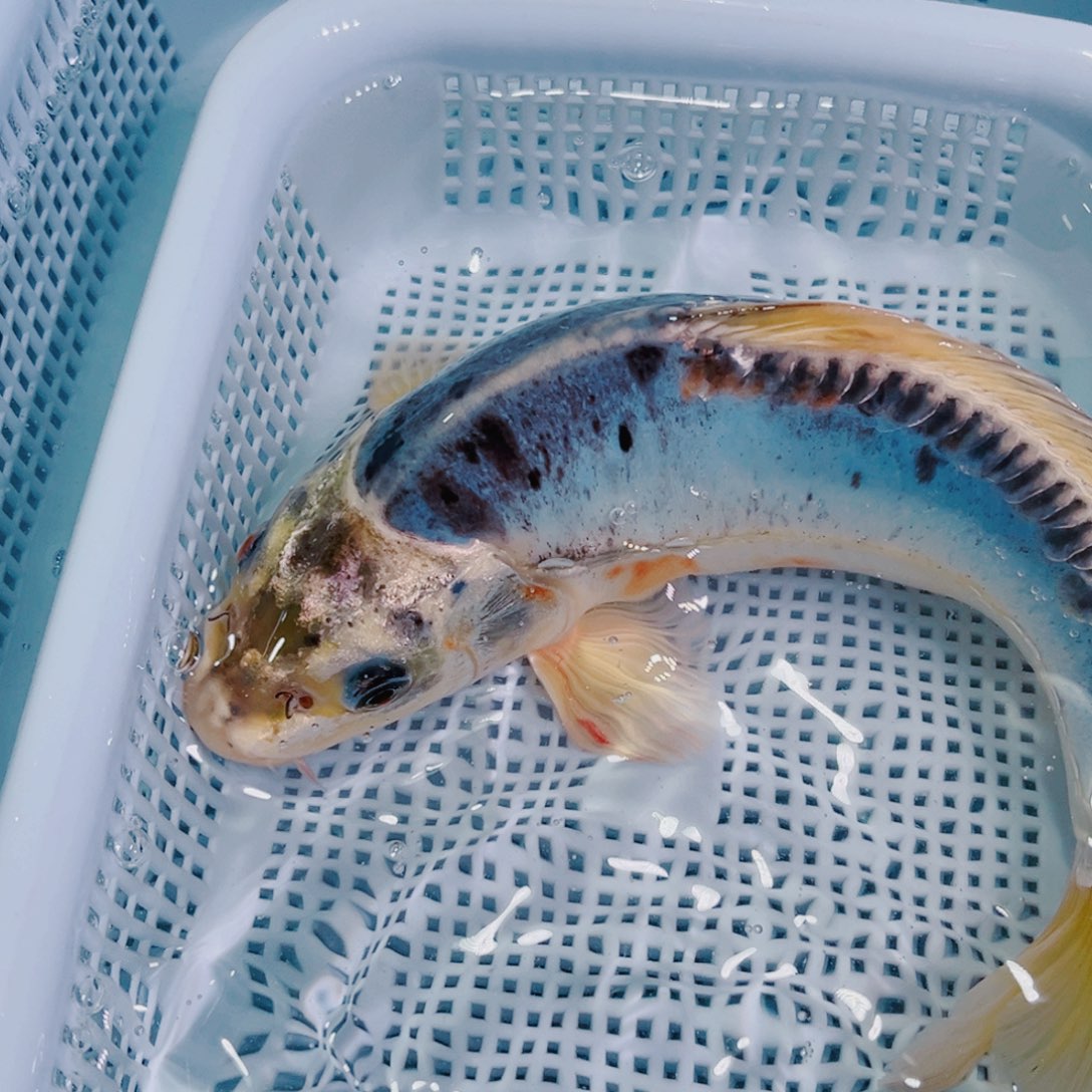 锦鲤锦鲤冷水鱼观赏102