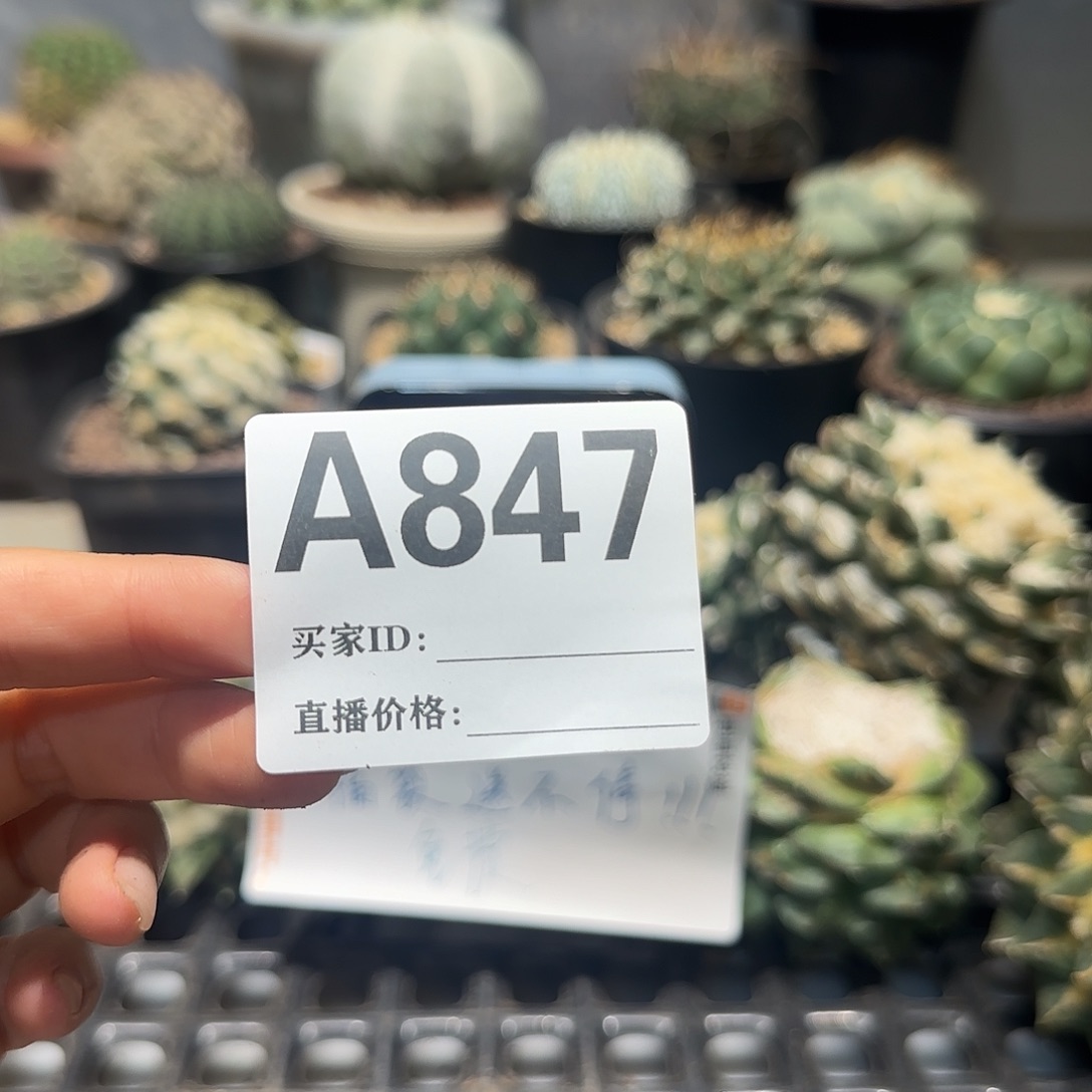 用***4实生仙人球特价一颗