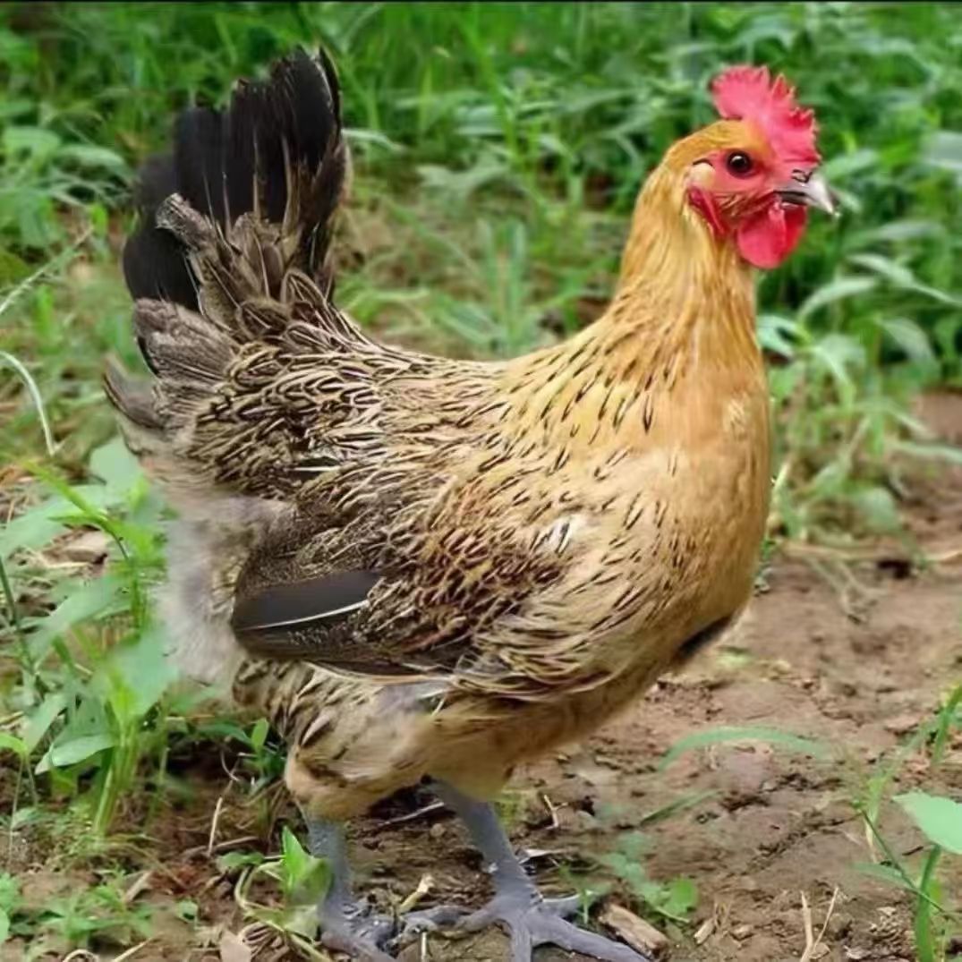 养殖物资饲料健康好喂养