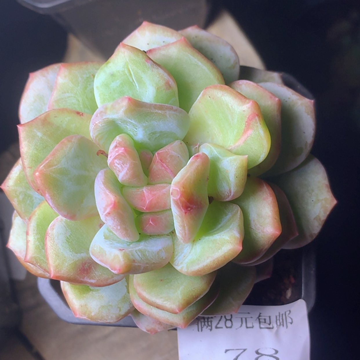 【闪购商品】云78号橙梦露石化