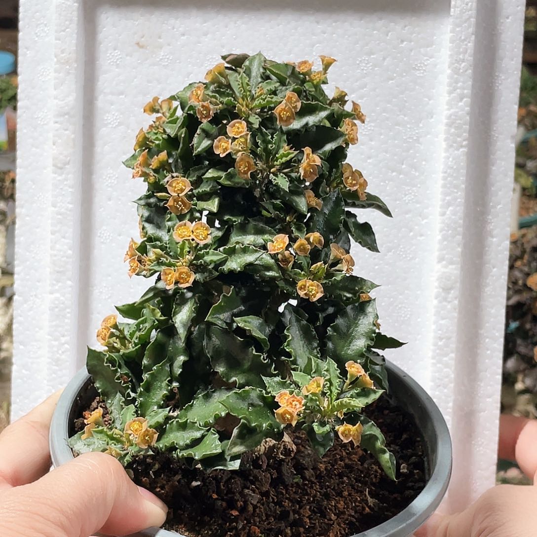 优选皱叶，可挑6666666666