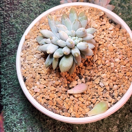 ****蒿哥特12号码牌子的话题了