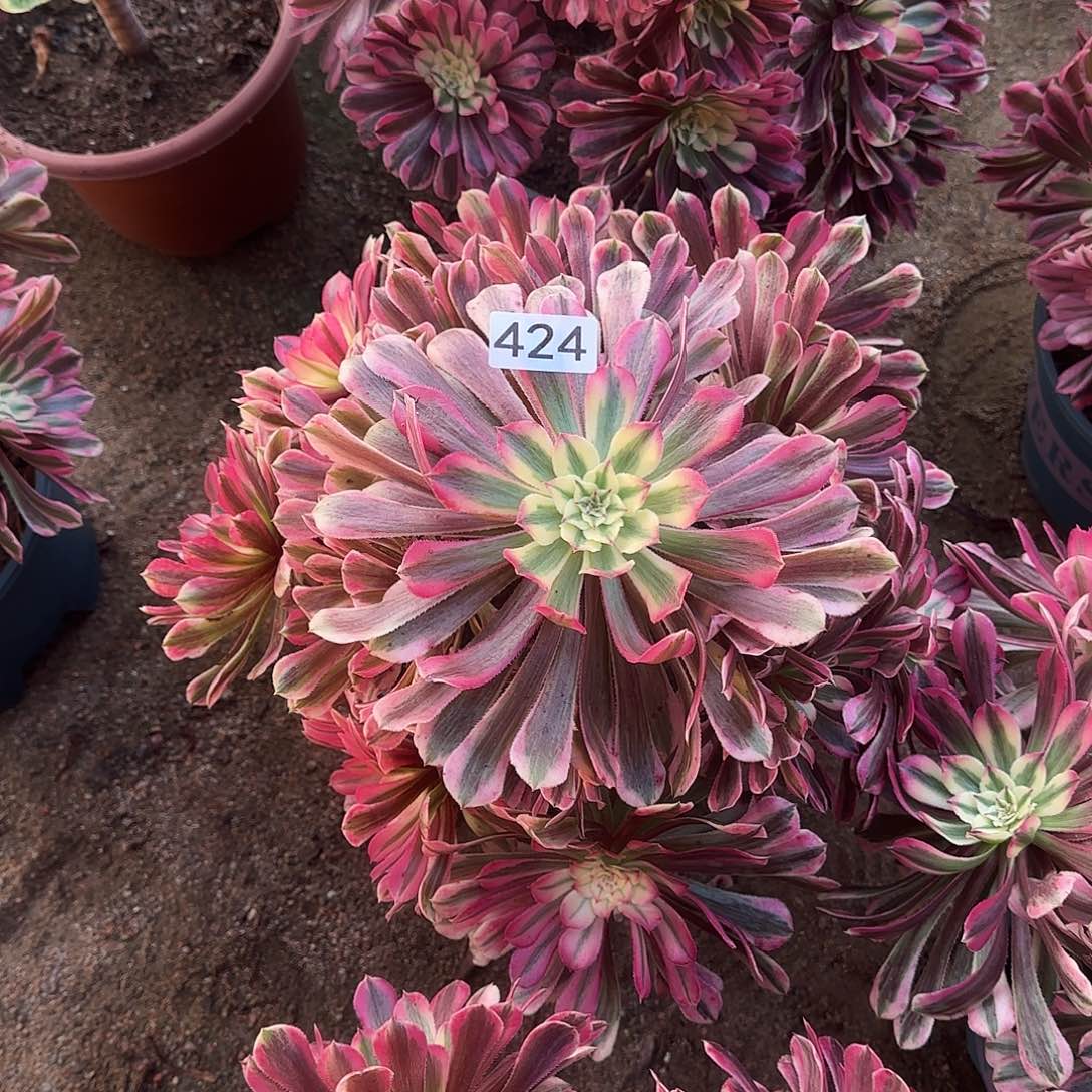 石***娃多肉植物法师粉铜424