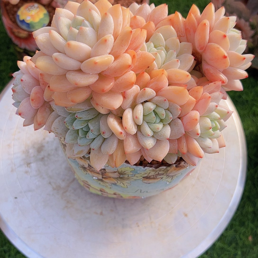 冷香111111111111111