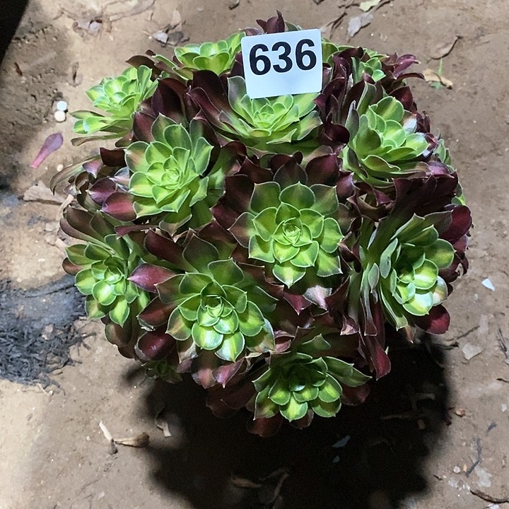 法师植物一物一拍636