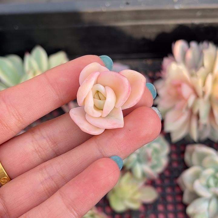 美尻锦洗了几次迷你版