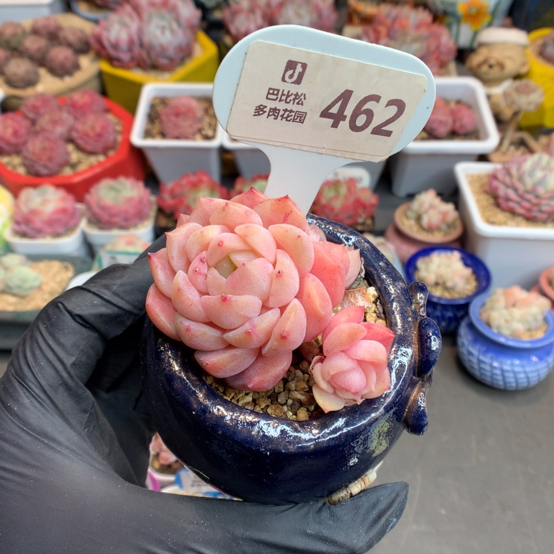 462 三头老桩冰魄石化