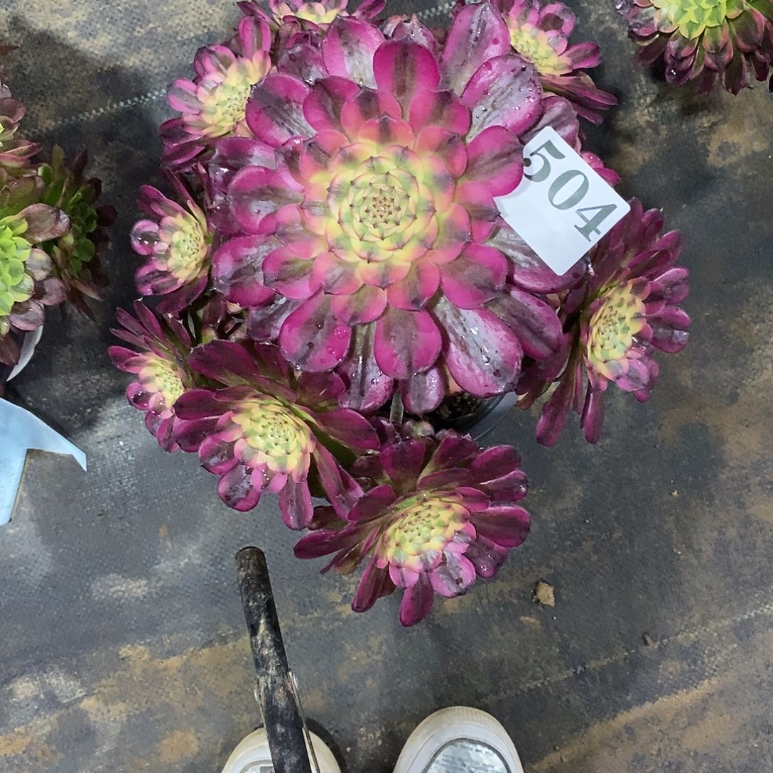 维娜斯504多肉法师