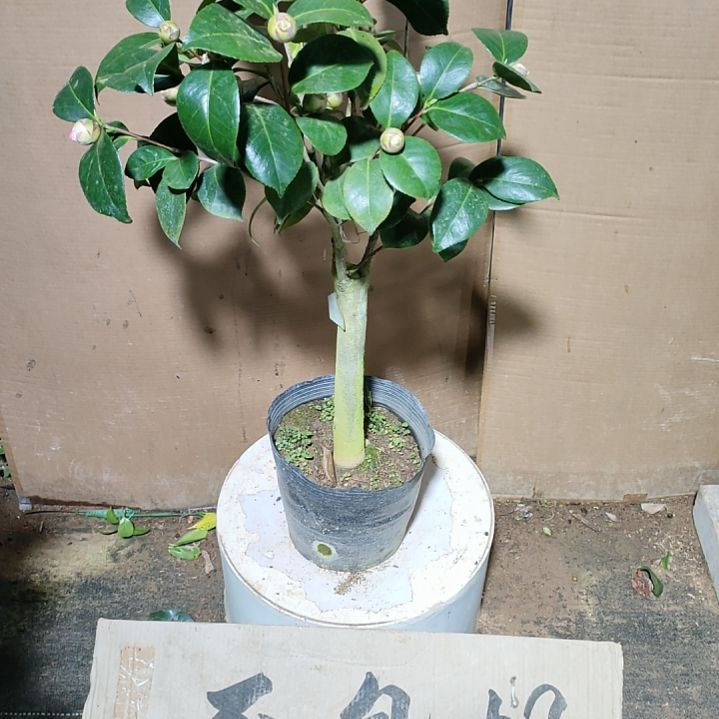 648宽彩带，原盆原土发货，不包邮