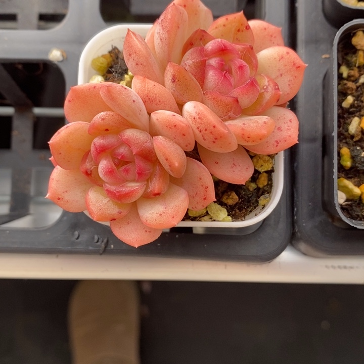 琴心 多肉多肉 12.28