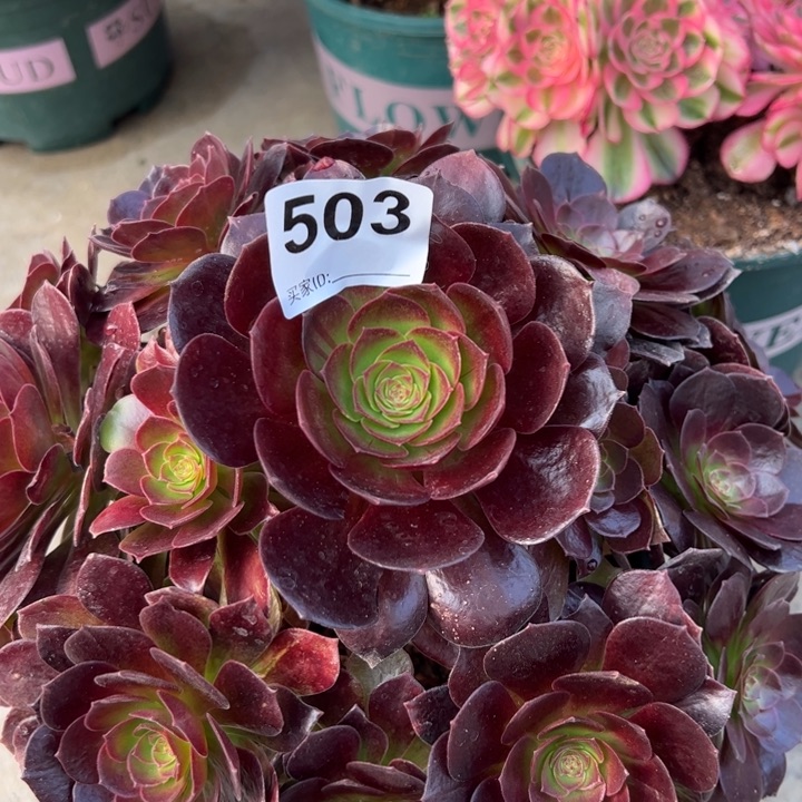 503赤焰莲22厘米左右