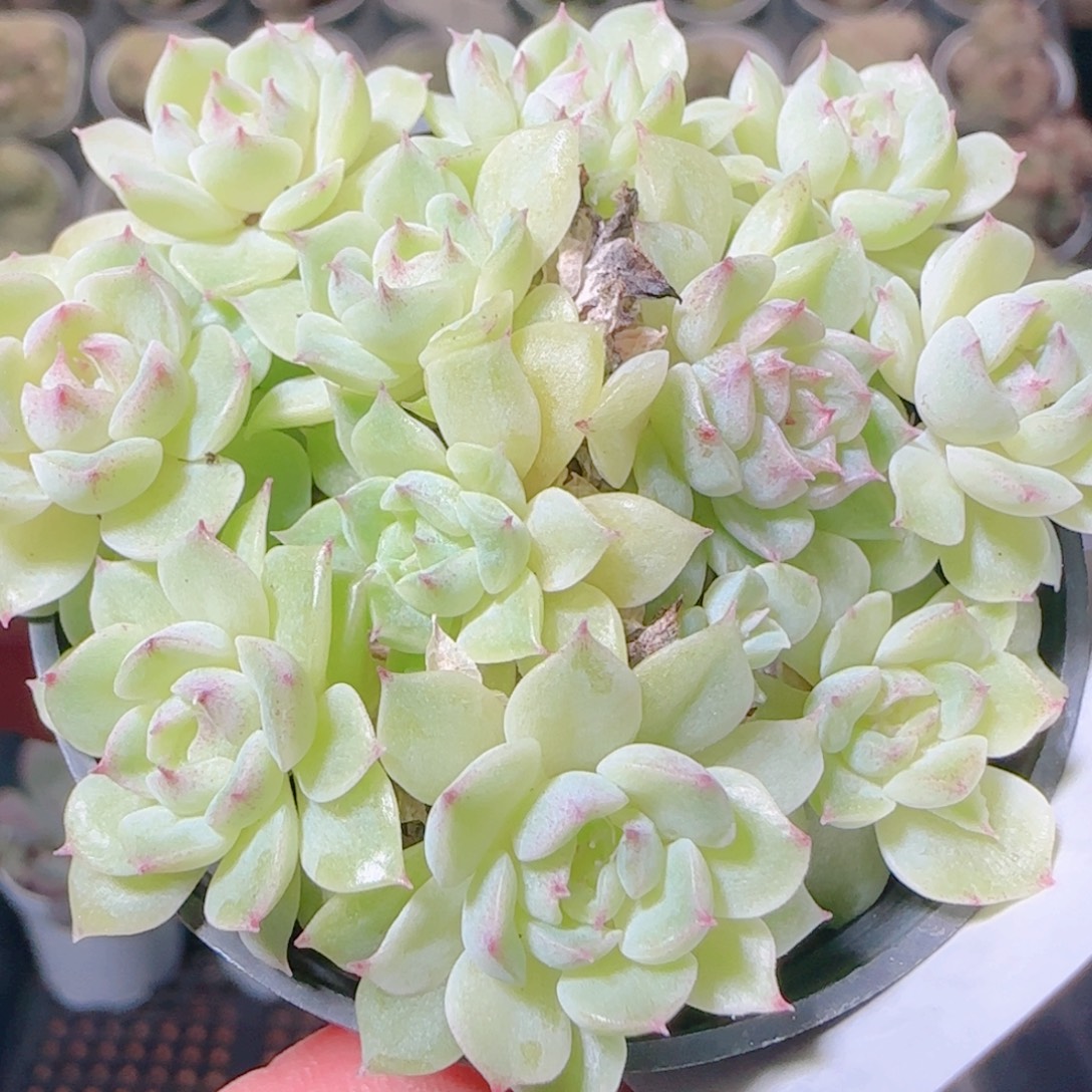 花语逸镜1109-426散