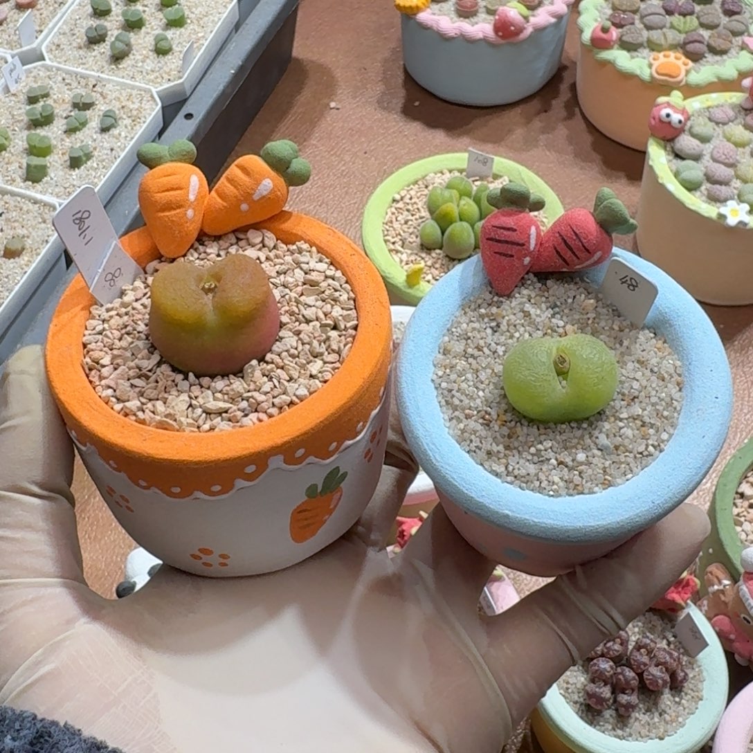 清***u1223-064连盆带花